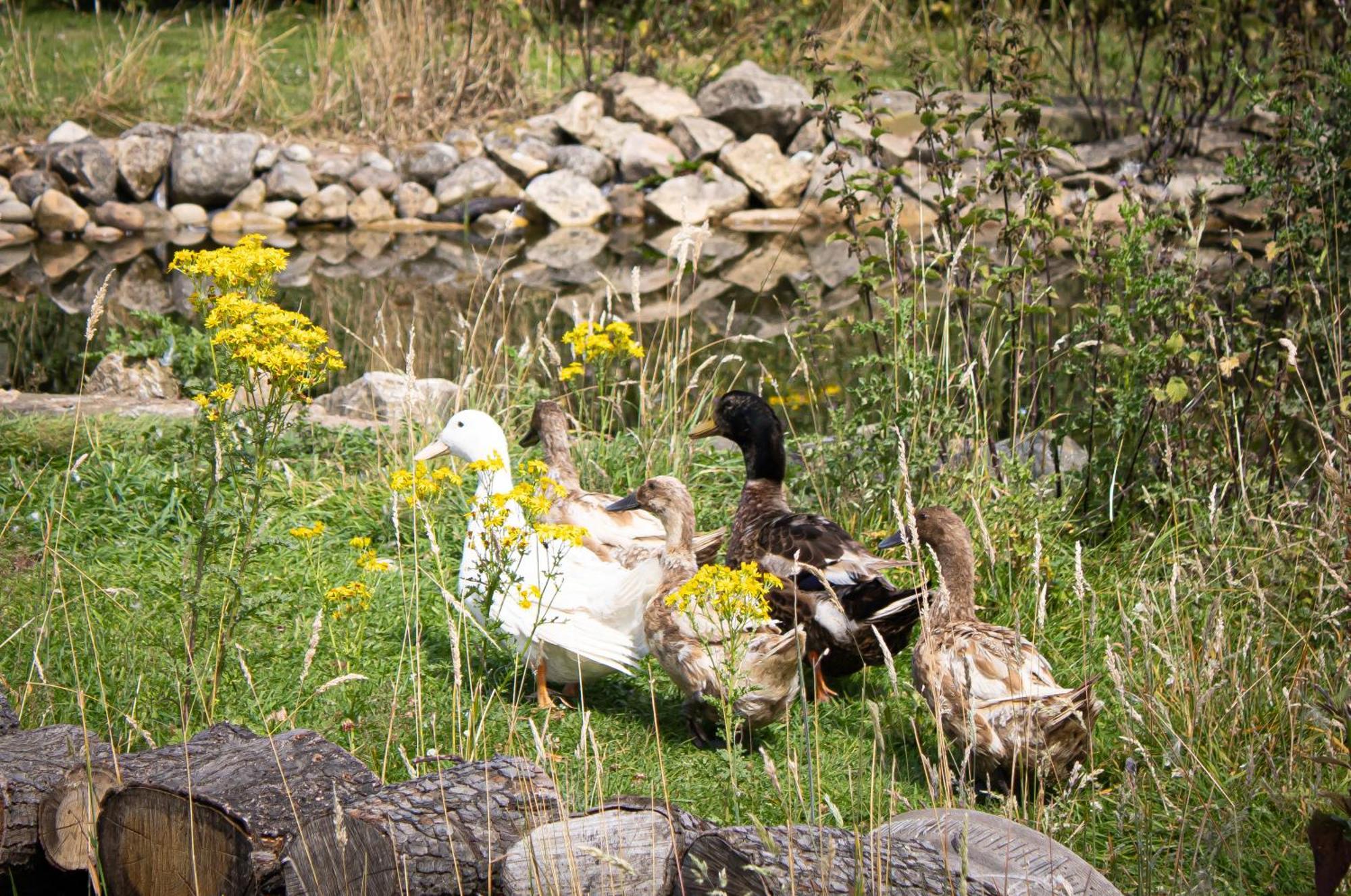 Home Farm & Lodge Bawtry Kültér fotó